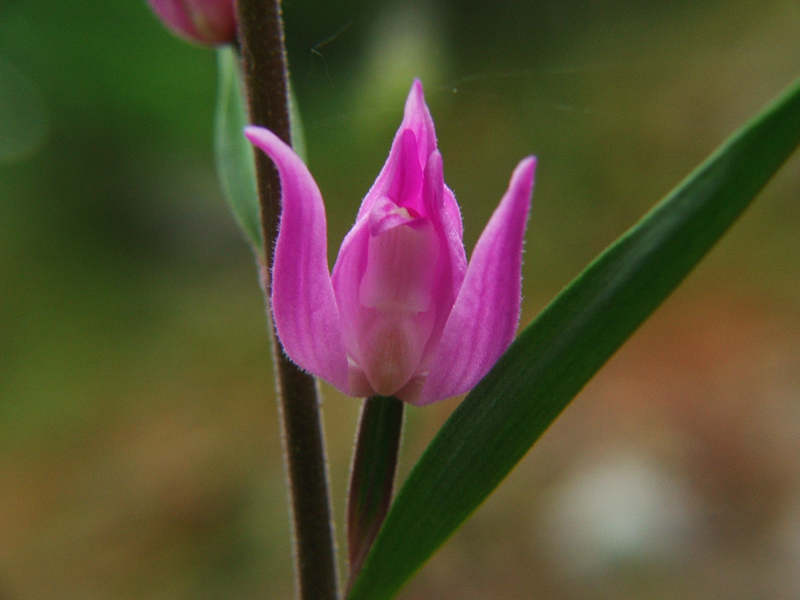 C. rubra