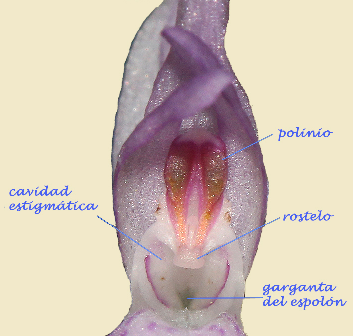 Ginostemo de D. elata