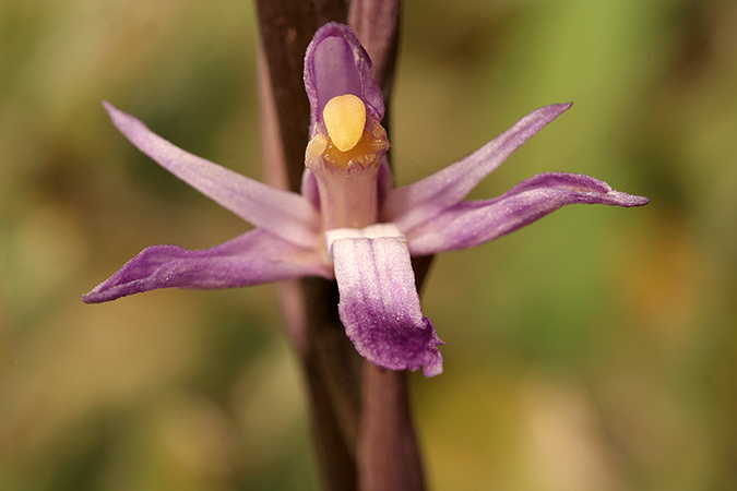 Limodorum trabutianum