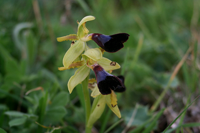 Ophrys atlantica