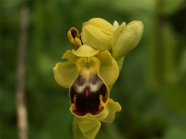 Ophrys fusca bilunulata