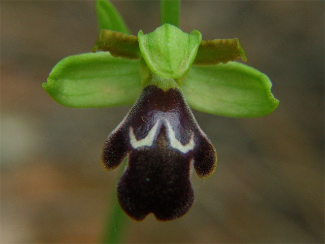 Ophrys fusca dyris