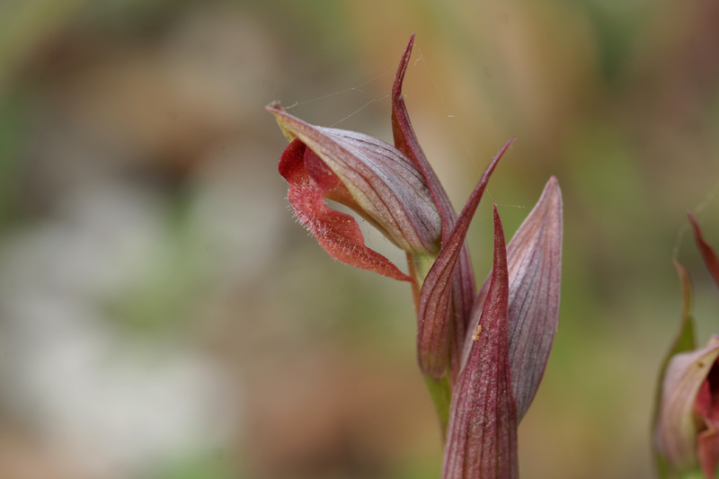 Serapias parviflora