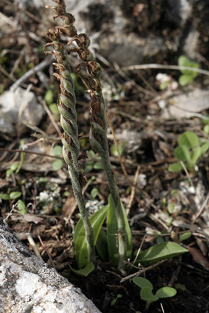 Spiranthes spiralis