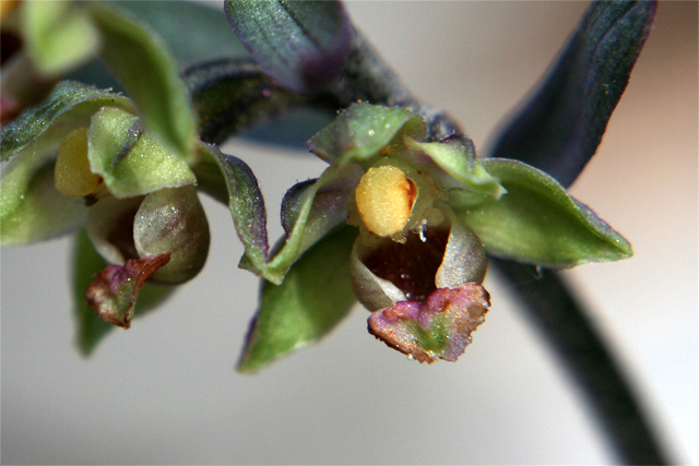 Epipactis kleinii