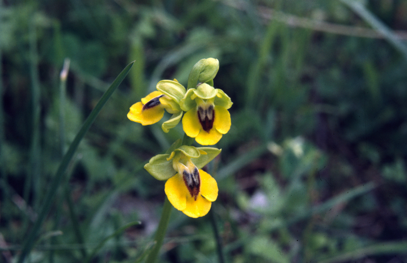 Ophrys lutea subsp. lutea