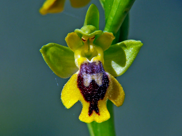 Ophrys lutea minor