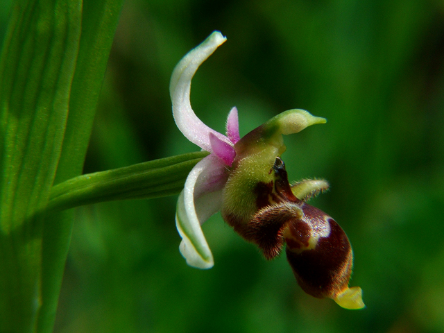 Ophrys scolopax