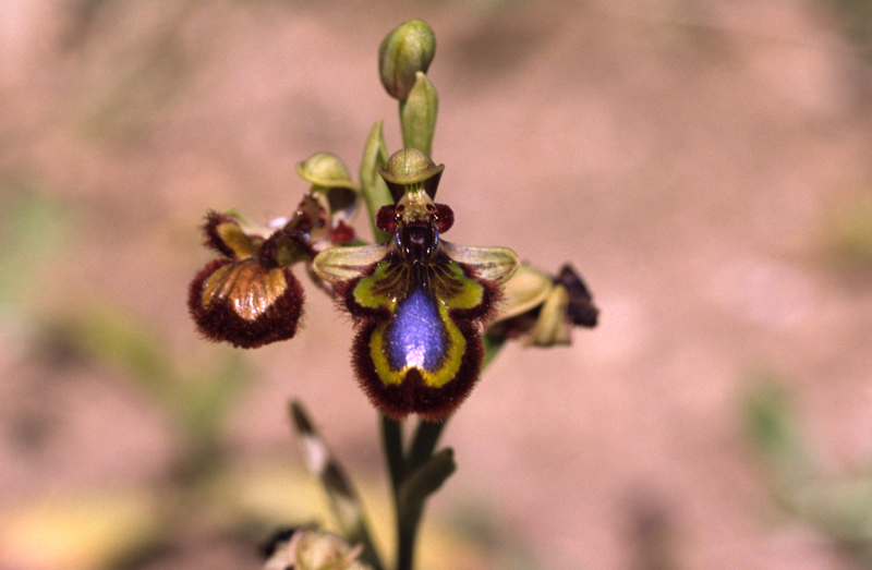 O. speculum speculum