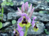 Ophrys tenthredinifera