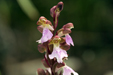 Orchis cazorlensis