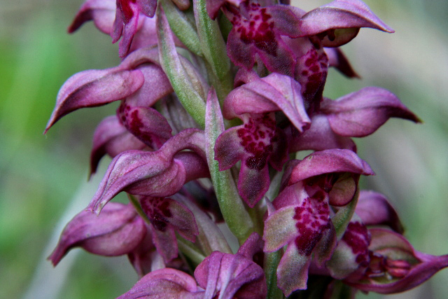 Orchis coriophora