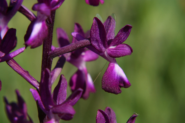 Orchis laxiflora