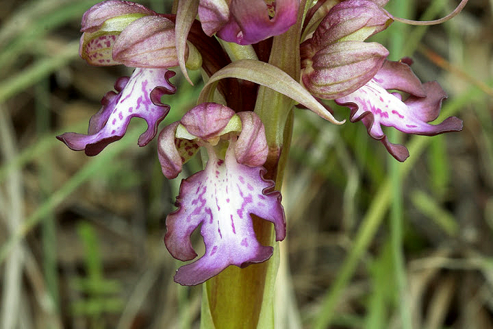 Barlia robertiana