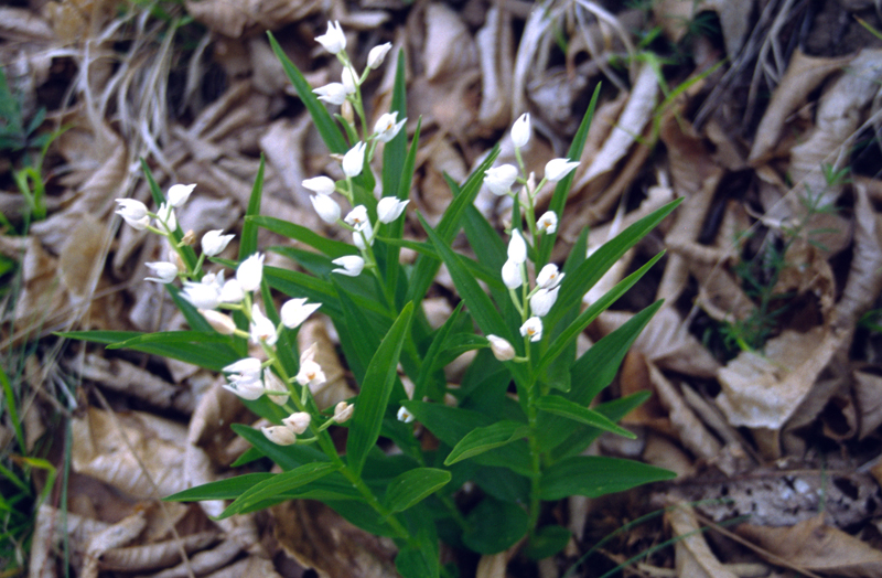 Cephalanthera longifolia