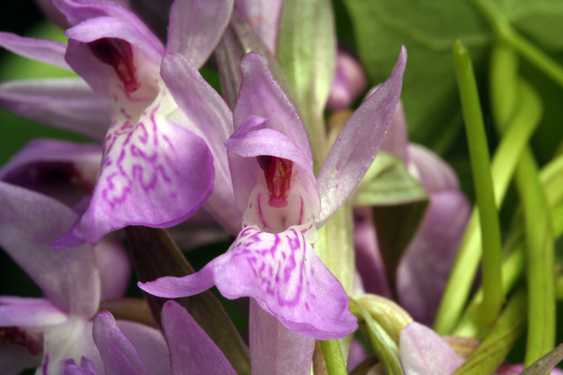 Dactylorhiza elata