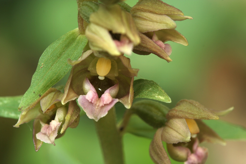 Epipactis tremolsii