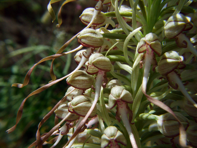 Himantoglossum hircinum