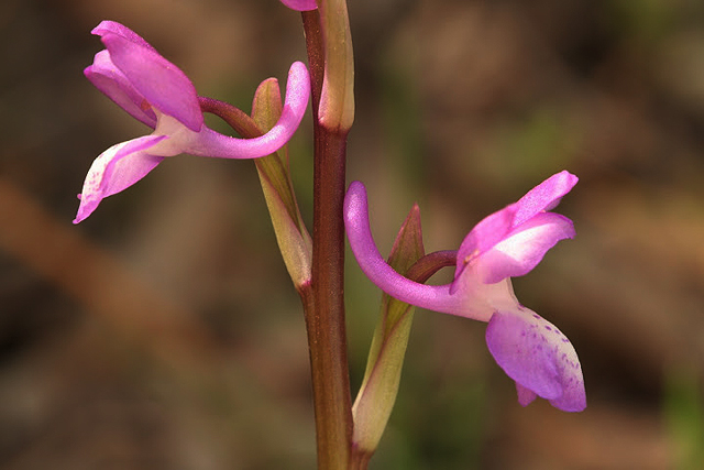 Orchis langei