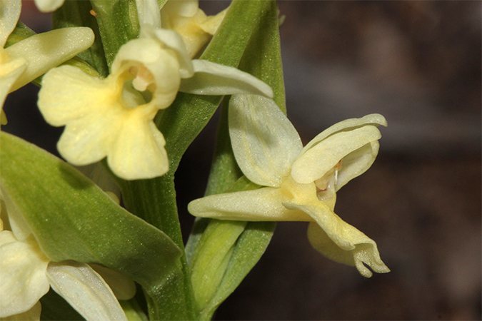 Dactylorhiza insularis