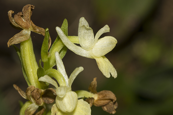 Dactylorhiza sulphurea