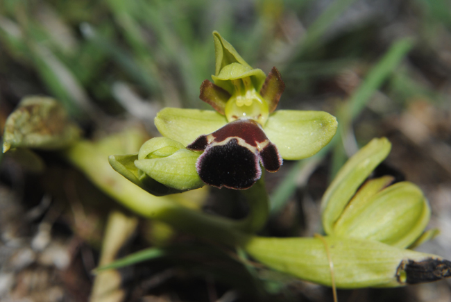Ophrys algarvensis_02