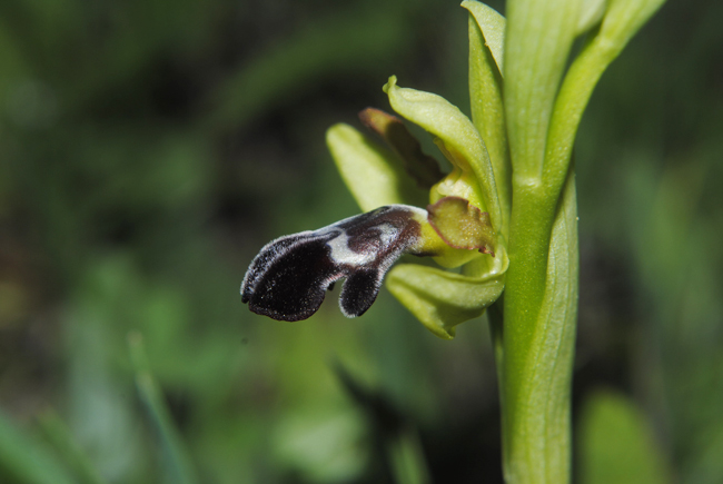 Ophrys algarvensis_03