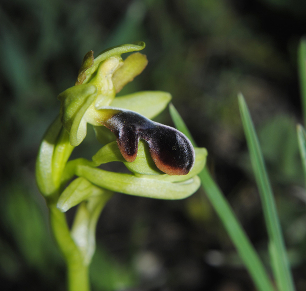 Ophrys algarvensis_05