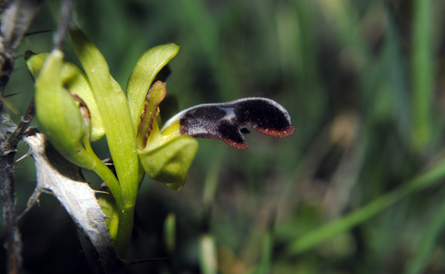 Ophrys algarvensis_06