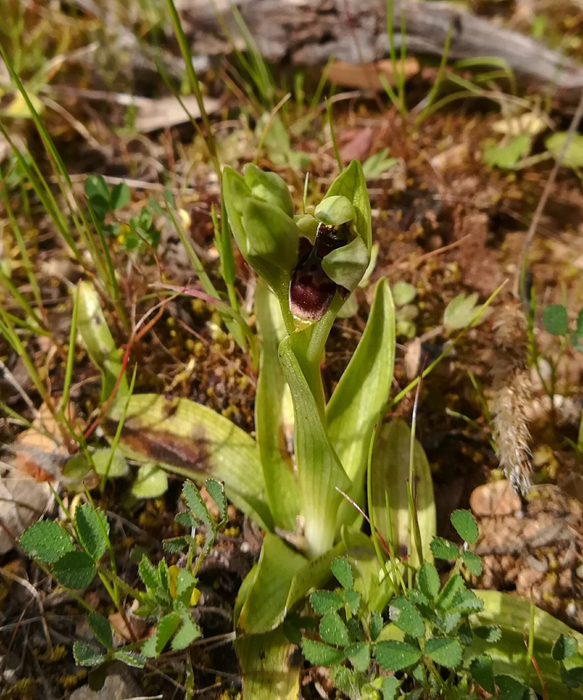 Ophrys x olbiensis. Hábito.