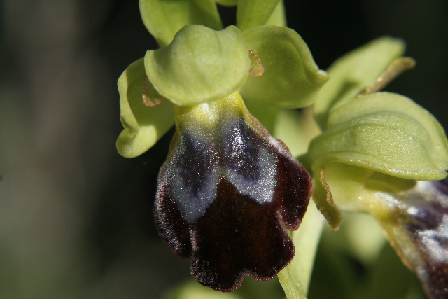 Ophrys fusca fusca