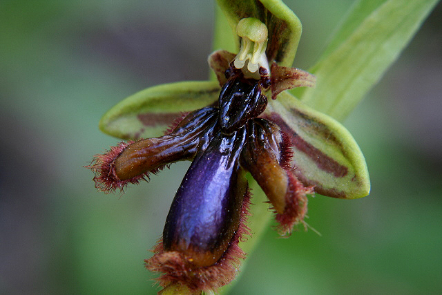 O. fusca binulunata