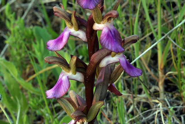 Orchis collina