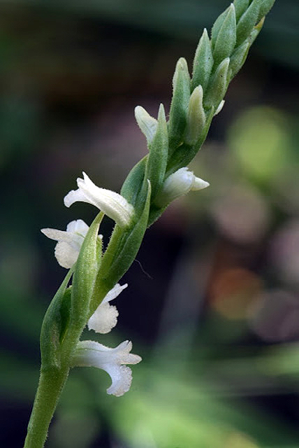 Spiranthes aestivalis