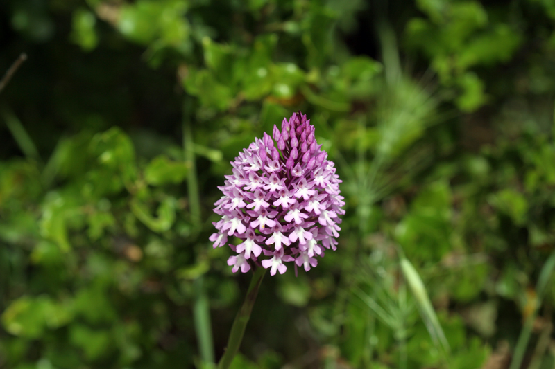 Anacamptis pyramidalis