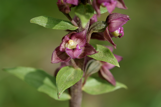 Epipactis lusitanica