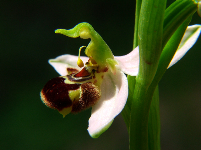 Ophrys apifera