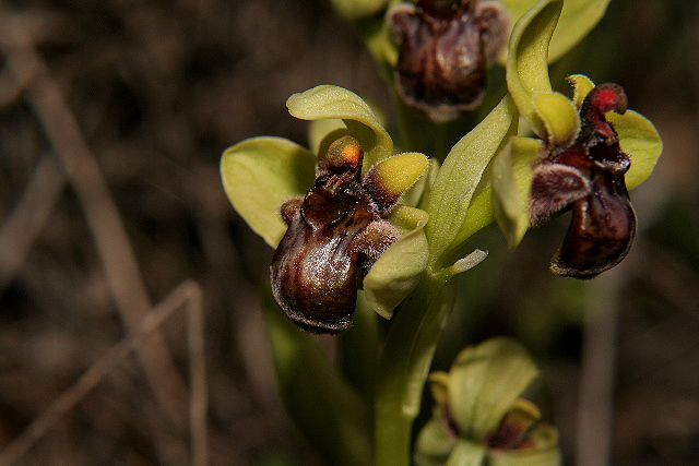 Ophrys bombyliflora