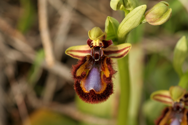 Ophrys speculum speculum