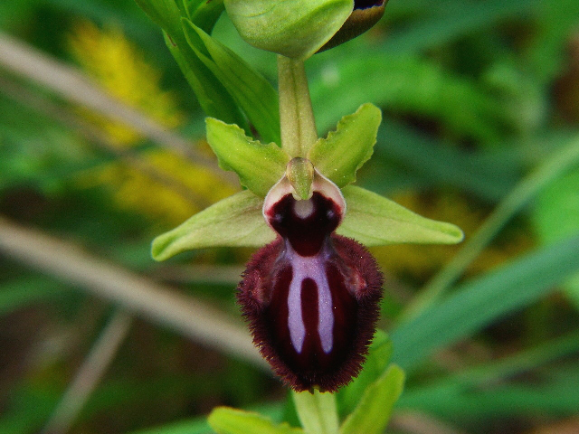 Ophrys sphegodes