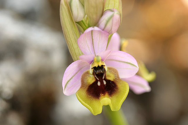 ophrys tenthredinifera