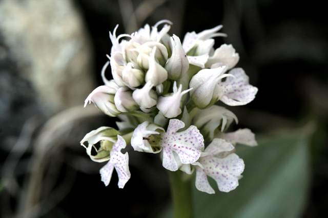 Orchis conica