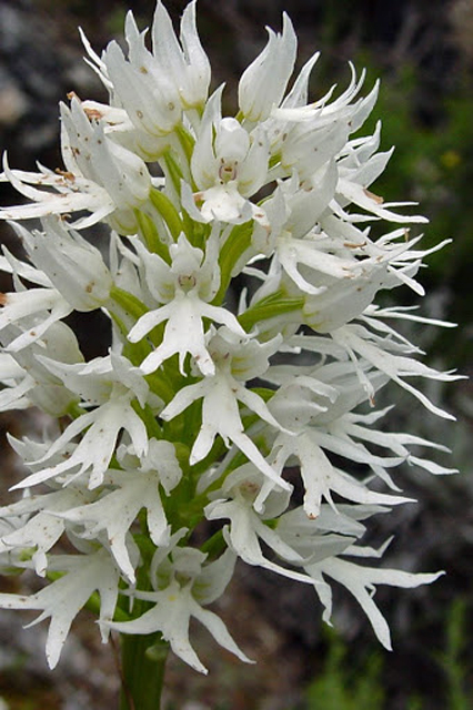 Orchis italica