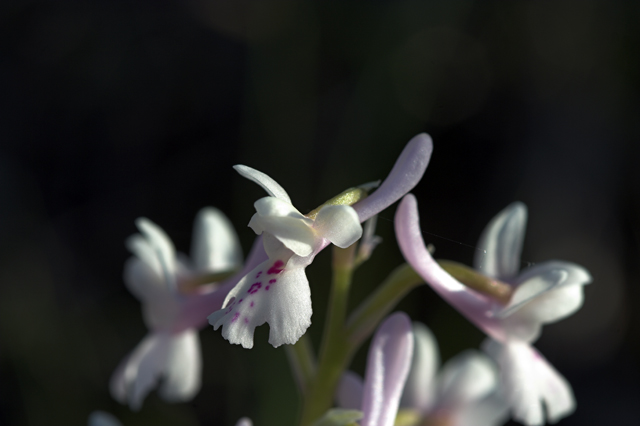 Orchis mascula