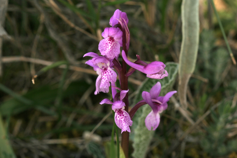 Orchis mascula