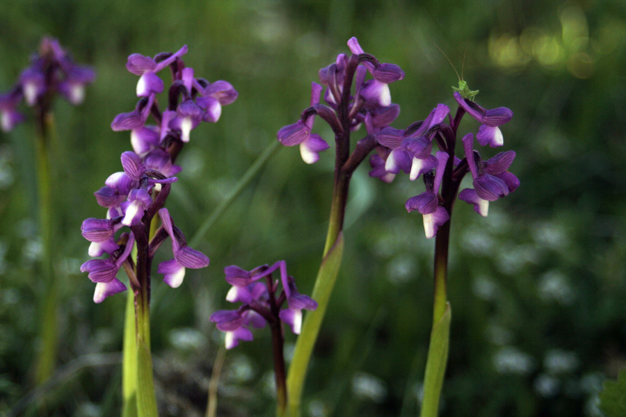 Orchis champagneuxii