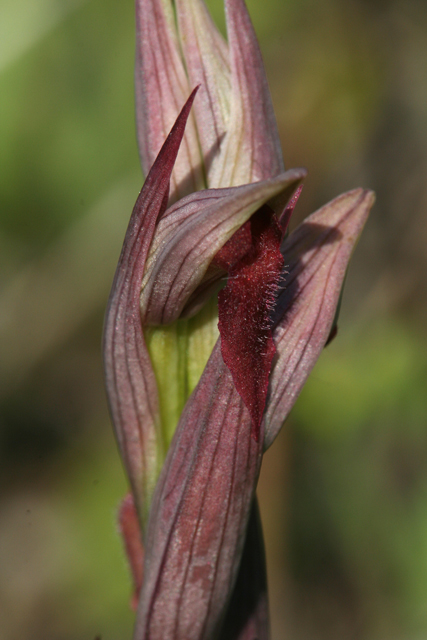 Serapias parviflora