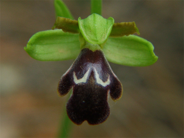 Ophrys fusca