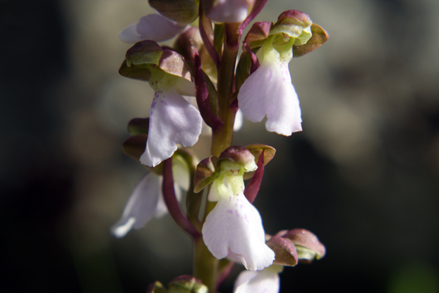 Orchis cazorlensis