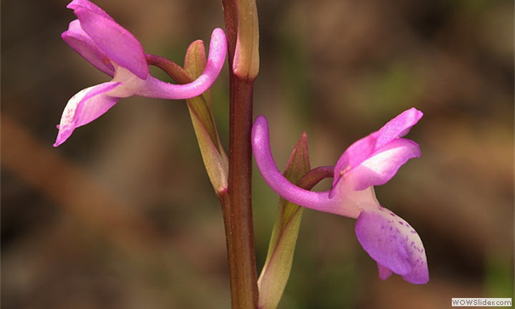 orchis_langei